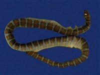 藏品(闊帶青斑海蛇)的圖片